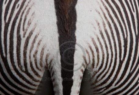 Zebra stripe, Botswana