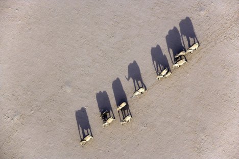 Marching Desert Elephants, Damaraland, Namibia