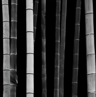 Bamboo, Study I