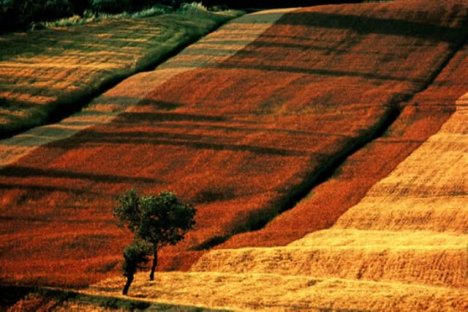 Italy, fields