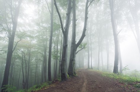 Forest in mist, Carpathians, Ukraine