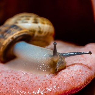 Snail on tongue